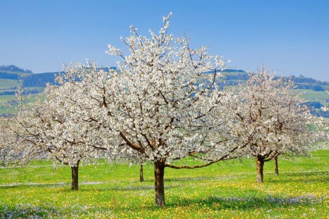 Cherry trees in spring