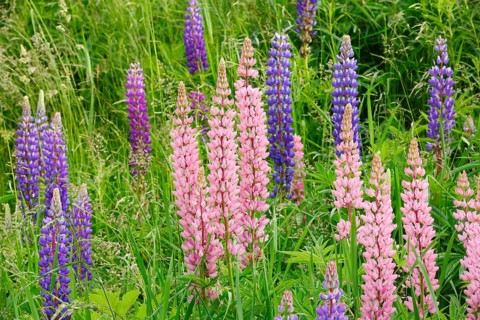 Multileaved lupin