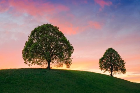 Linden trees near Ebmatingen in the Zurich Oberland