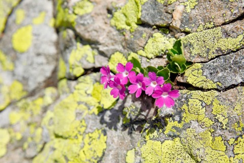 Stinking primrose