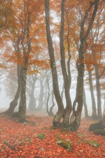 Beech forest in autumn