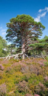 Scots pine