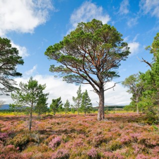 Scots pine