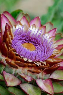 Artichoke