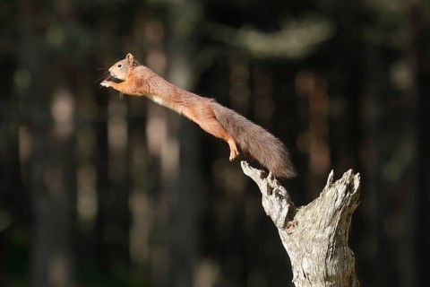 Red Squirrel