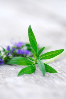Hyssop
