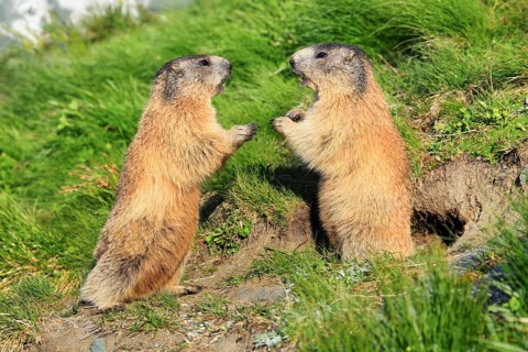 Alpine Marmot
