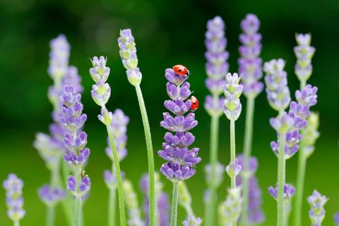 Two-spotted ladybird on lavender flower