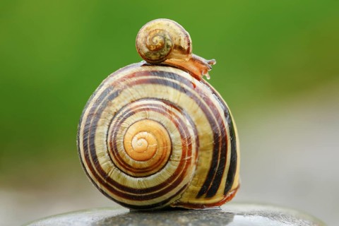 Grove slug