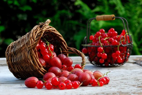 Basket with Gooseberriesand Redcurrants