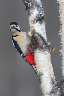 Great spotted woodpecker