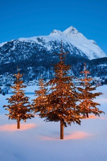 Christmas trees near Silvaplana