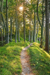 Waldweg