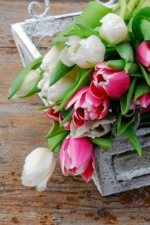 Ostrich tulips