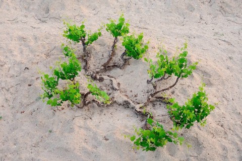 Vine