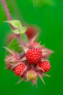 Japanese Wineberry