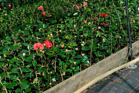 Greenhouse with camellias