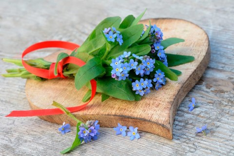 Forget-me-not