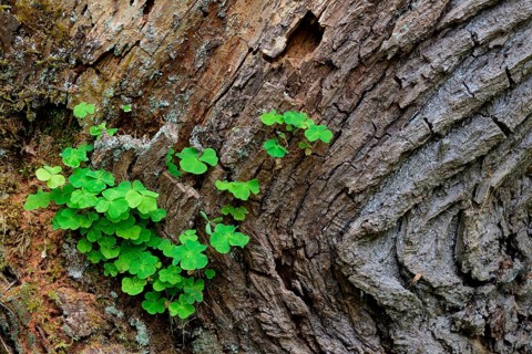 Common Wood Sorrel