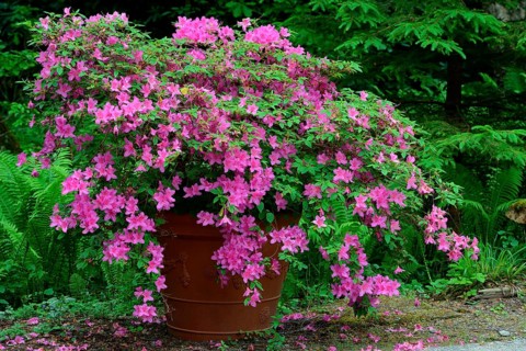 (Rosa) (Rhododendron) Azalea in flowerpot