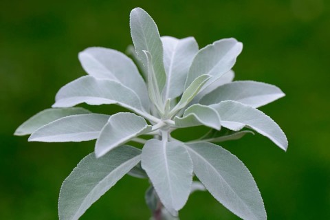 Indian smoking sage