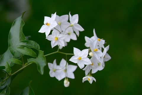 Solanum laxum