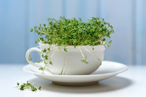 Garden cress