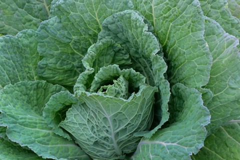 Savoy cabbage