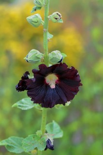 Black hollyhock