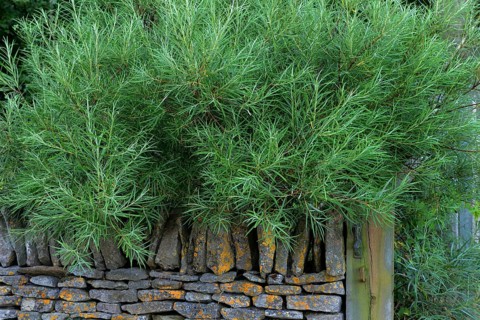 Rosemary leaf willow