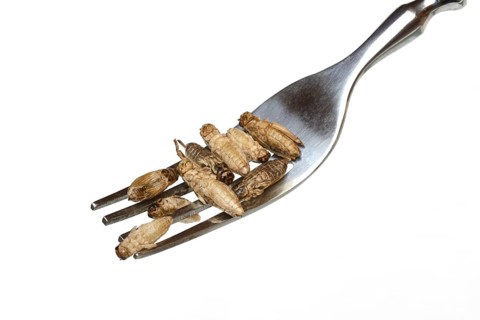 Dried crickets on fork
