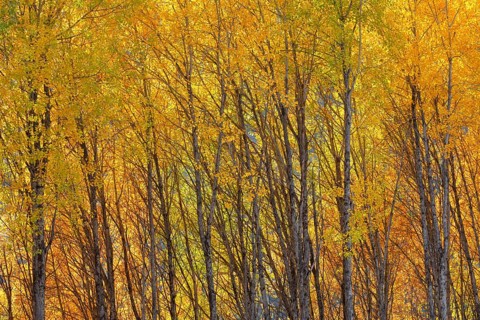 Espenwlad in autumn
