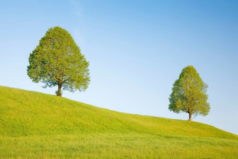 Linden near Ebmatingen in the Zurich Oberland