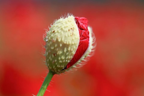 Gossip poppy