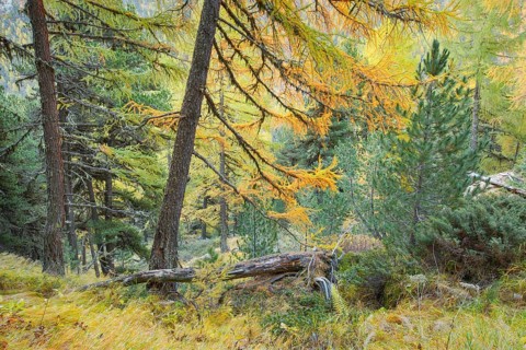 Coniferous forest in autumn