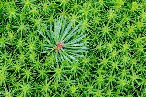 Pine shoot in lady hair moss