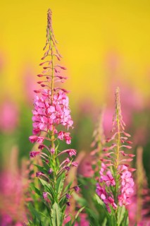 Narrow-leaved willowherb and rape field