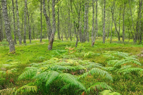Birch forest