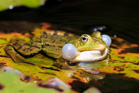 Green frog