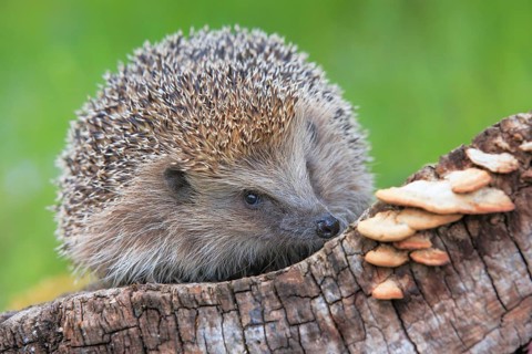European hedgehog