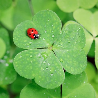 Seven-spot ladybird on clover