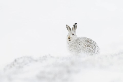 Mountain hare
