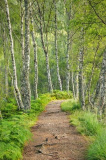 Footpath in birch forest