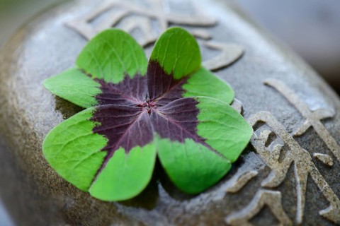 Lucky Clover on stone with Chinese characters