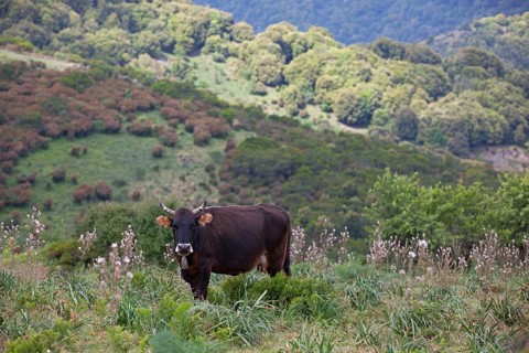 Cattle