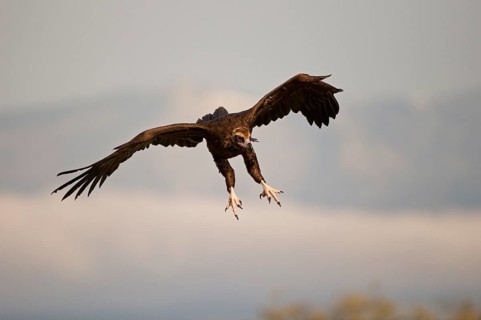 Cinereous vulture