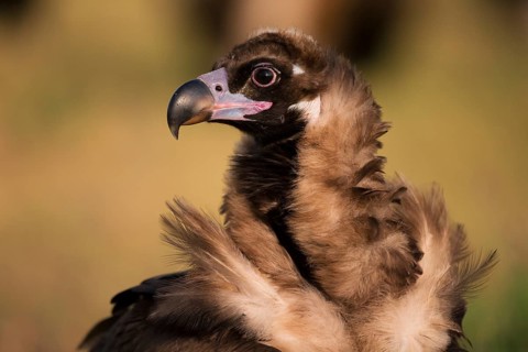 Cinereous vulture