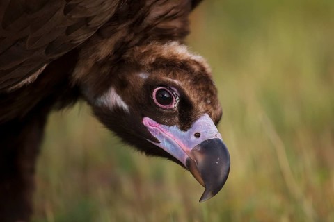 Cinereous vulture