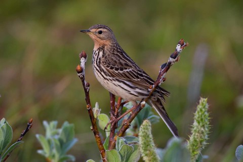 Northern wheatear