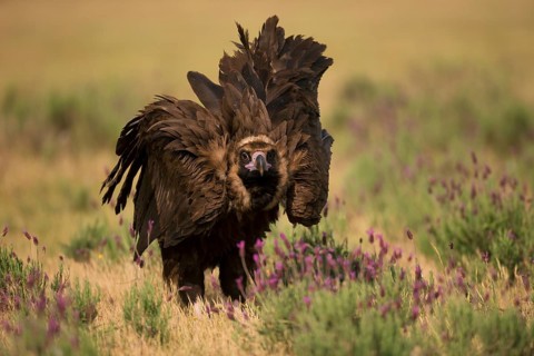 Cinereous vulture